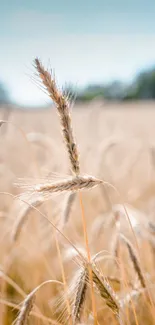 Golden wheat stalks swaying in a sunlit field with blue skies.