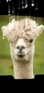 Whimsical alpaca with starry background wallpaper