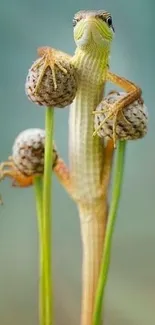 A cute lizard perched on tall green plants with a natural background.