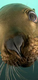 Close-up of a curious sea lion underwater.