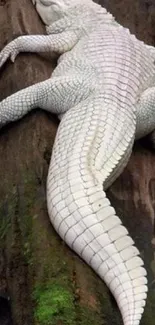 White alligator climbing a tree in nature scene.