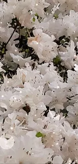 White azalea flowers in full bloom creating a serene mobile wallpaper.