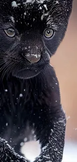 White Black Felidae Live Wallpaper