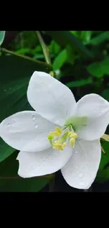 White flower with droplets on green leafy background.