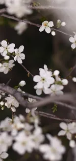 Close-up of a branch with delicate white blossoms.