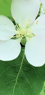 White flower blossom on green leaf background wallpaper.