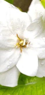 Close-up of a white flower with green leaves, ideal for mobile wallpaper.