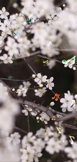 Delicate white blossoms on dark branches.