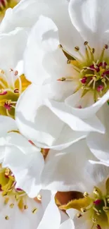 Close-up of delicate white blossom flowers.