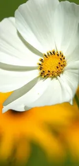 Beautiful white flower with yellow center on green background.