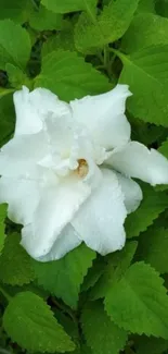 White flower surrounded by green leaves.