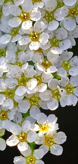 Elegant white blossoms on a dark background for mobile wallpaper.