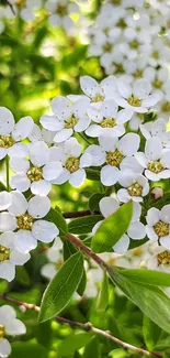 White blossoms with green leaves in a vibrant spring background.