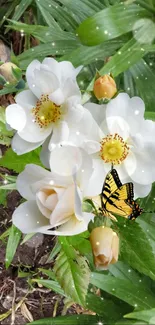 White flowers with a yellow butterfly in a lush green background.