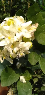 White blossoms against lush green leaves in nature.