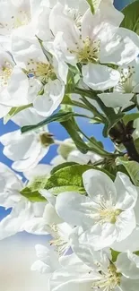 White blossoms against blue sky mobile wallpaper.