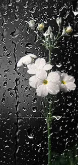 Delicate white flowers on a black background wallpaper.