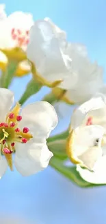 White blossoms with yellow and pink stamens against a blue sky.