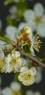 Close-up of white blossoms on a tree branch with dark background.