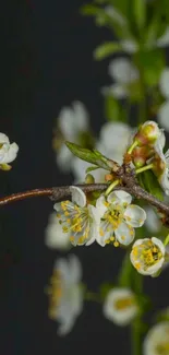 White blossoms with dark background as a mobile wallpaper.