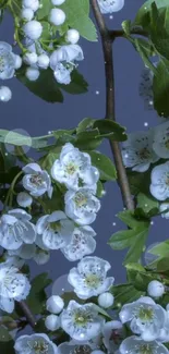 Elegant white flowers with leaves on a dark blue backdrop, ideal for wallpaper.