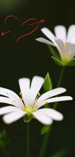 White flowers with a red heart drawing on a dark green background.