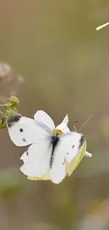 White butterfly resting on a small flower with a blurred greenish background.