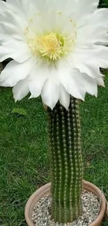 Elegant white cactus flower with green background.