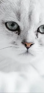 Close-up of a white cat with striking blue eyes.