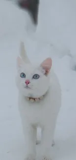 White cat with blue eyes in snowy landscape wallpaper.