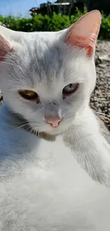 White cat basking in sunlight on pebbles.