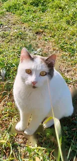 A white cat with golden eyes sits in a sunlit green field.