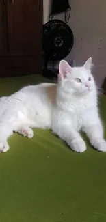 White cat lounging on a green bed with a fan in the background.