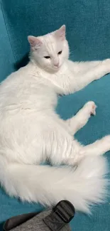 White cat relaxing on a teal sofa.