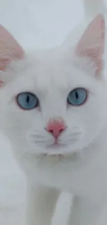 White cat with blue eyes in soft snowy setting.