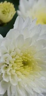 Close-up of a white chrysanthemum flower with dewdrops.