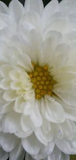 Close-up of a white chrysanthemum with dewy petals, perfect for mobile wallpaper.