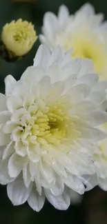 White chrysanthemum flowers closeup mobile wallpaper.