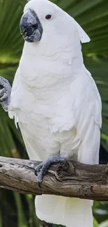 White cockatoo perched on a branch against green leaves background.