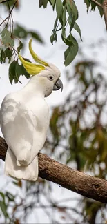 White cockatoo perched on a tree branch with leaves.