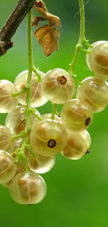 White currants hanging on a vine with a green background.