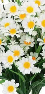 Mobile wallpaper with white daisies and green stems.