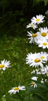 White daisies blossoming in green field background.