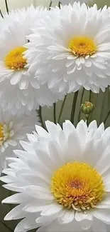 Close-up image of white daisies with yellow centers.
