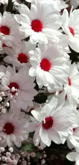 Mobile wallpaper with white daisies and red centers.