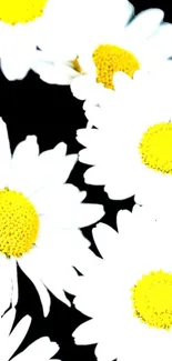 Elegant white daisies on a black background wallpaper.