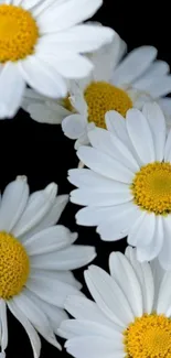 White daisies with yellow centers on a black background.