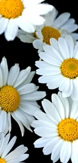 White daisies on a black background mobile wallpaper.