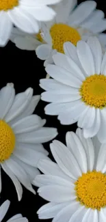 White daisies on black background mobile wallpaper.