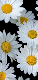 Mobile wallpaper with white daisies on black background.